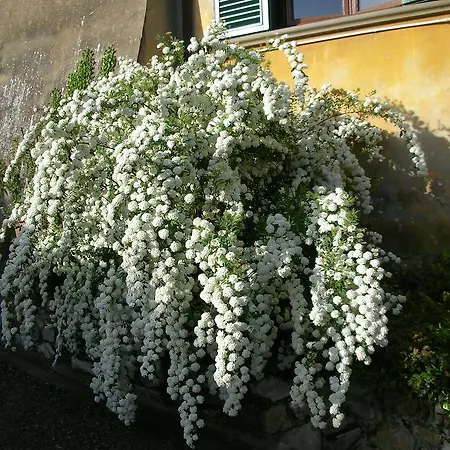 Giolica